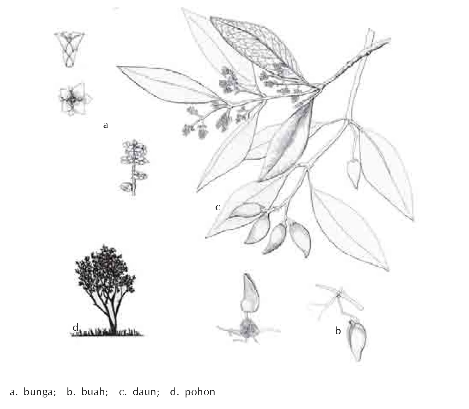 Gambar Daun, Bunga, Buah Api-Api Hitam (Avicennia alba)