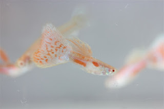 Jual Guppy Albino Red Grass,  Harga Guppy Albino Red Grass,  Toko Guppy Albino Red Grass,  Diskon Guppy Albino Red Grass,  Beli Guppy Albino Red Grass,  Review Guppy Albino Red Grass,  Promo Guppy Albino Red Grass,  Spesifikasi Guppy Albino Red Grass,  Guppy Albino Red Grass Murah,  Guppy Albino Red Grass Asli,  Guppy Albino Red Grass Original,  Guppy Albino Red Grass Jakarta,  Jenis Guppy Albino Red Grass,  Budidaya Guppy Albino Red Grass,  Peternak Guppy Albino Red Grass,  Cara Merawat Guppy Albino Red Grass,  Tips Merawat Guppy Albino Red Grass,  Bagaimana cara merawat Guppy Albino Red Grass,  Bagaimana mengobati Guppy Albino Red Grass,  Ciri-Ciri Hamil Guppy Albino Red Grass,  Kandang Guppy Albino Red Grass,  Ternak Guppy Albino Red Grass,  Makanan Guppy Albino Red Grass,  Guppy Albino Red Grass Termahal,  Adopsi Guppy Albino Red Grass,  Jual Cepat Guppy Albino Red Grass,  Kreatif Guppy Albino Red Grass,  Desain Guppy Albino Red Grass,  Order Guppy Albino Red Grass,  Kado Guppy Albino Red Grass,  Cara Buat Guppy Albino Red Grass,  Pesan Guppy Albino Red Grass,  Wisuda Guppy Albino Red Grass,  Ultah Guppy Albino Red Grass,  Nikah Guppy Albino Red Grass,  Wedding Guppy Albino Red Grass,  Flanel Guppy Albino Red Grass,  Special Guppy Albino Red Grass,  Suprise Guppy Albino Red Grass,  Anniversary Guppy Albino Red Grass,  Moment Guppy Albino Red Grass,  Istimewa  Guppy Albino Red Grass,  Kasih Sayang  Guppy Albino Red Grass,  Valentine  Guppy Albino Red Grass,  Tersayang Guppy Albino Red Grass,  Unik Guppy Albino Red Grass, 