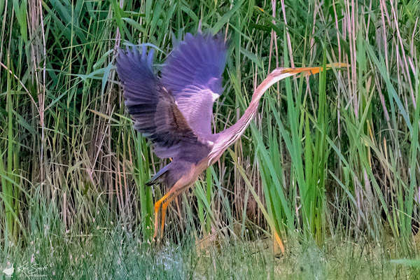 Purple heron