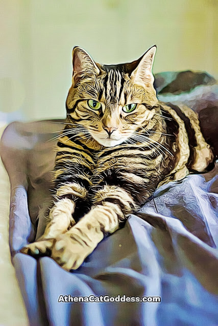 cat with outstretched paws on bed