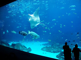 Silhouette, Georgia Aquarium
