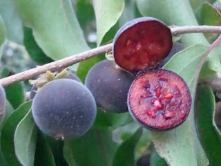 ceylon gooseberry fruit images