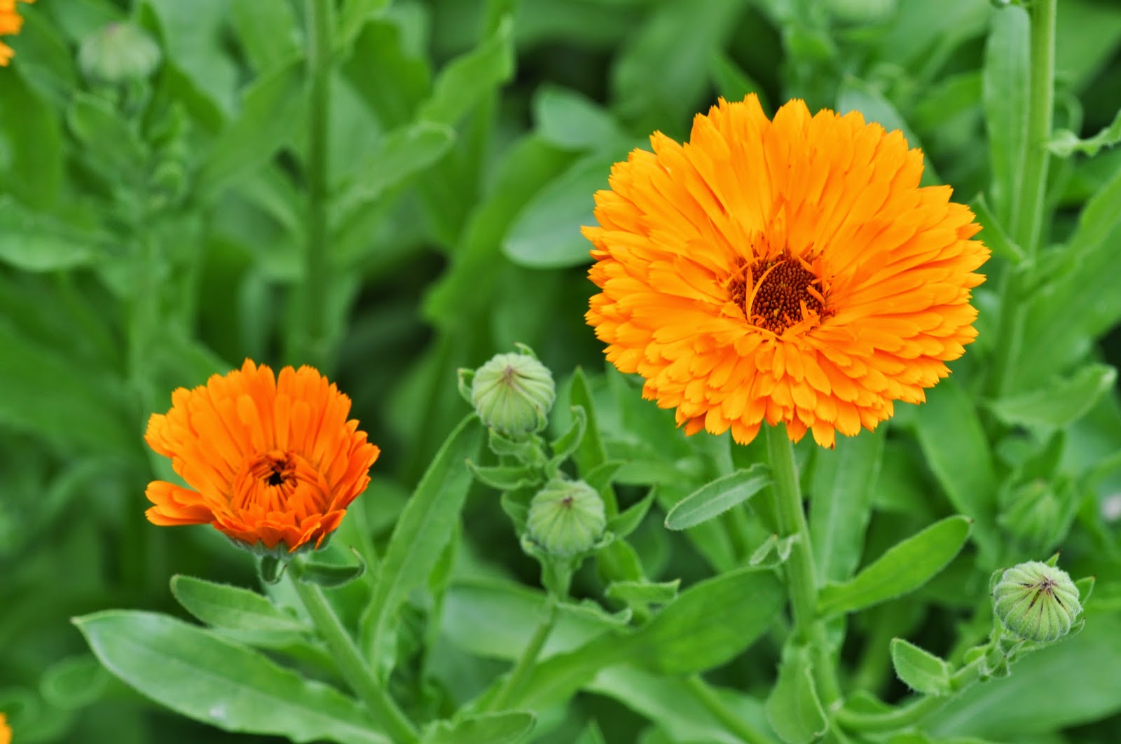  CALENDULA  OFFICINALIS  - காலன்டுலா அபிசினாலிஸ்