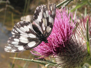 mariposa con cardo