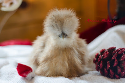 Silkie chicken Christmas picture