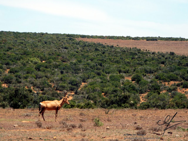 Un Hartebeest (Bubale Roux)