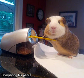 Where Is My Guinea (9 pics), funny guinea pig pictures, guinea pig on Twitter
