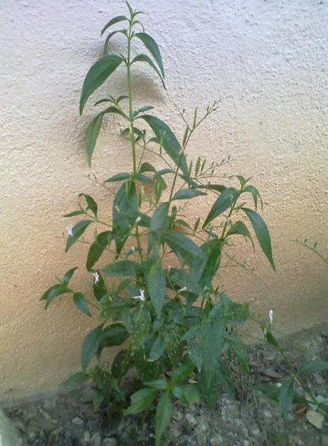 Medicinal and pharmacological properties of Andrographis paniculata