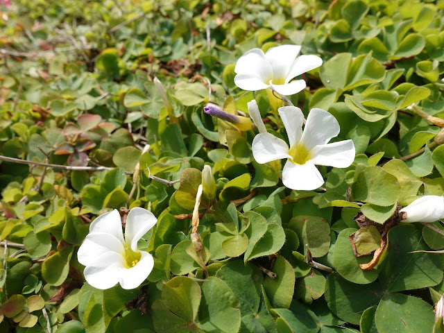 フヨウカタバミ（芙蓉片喰）