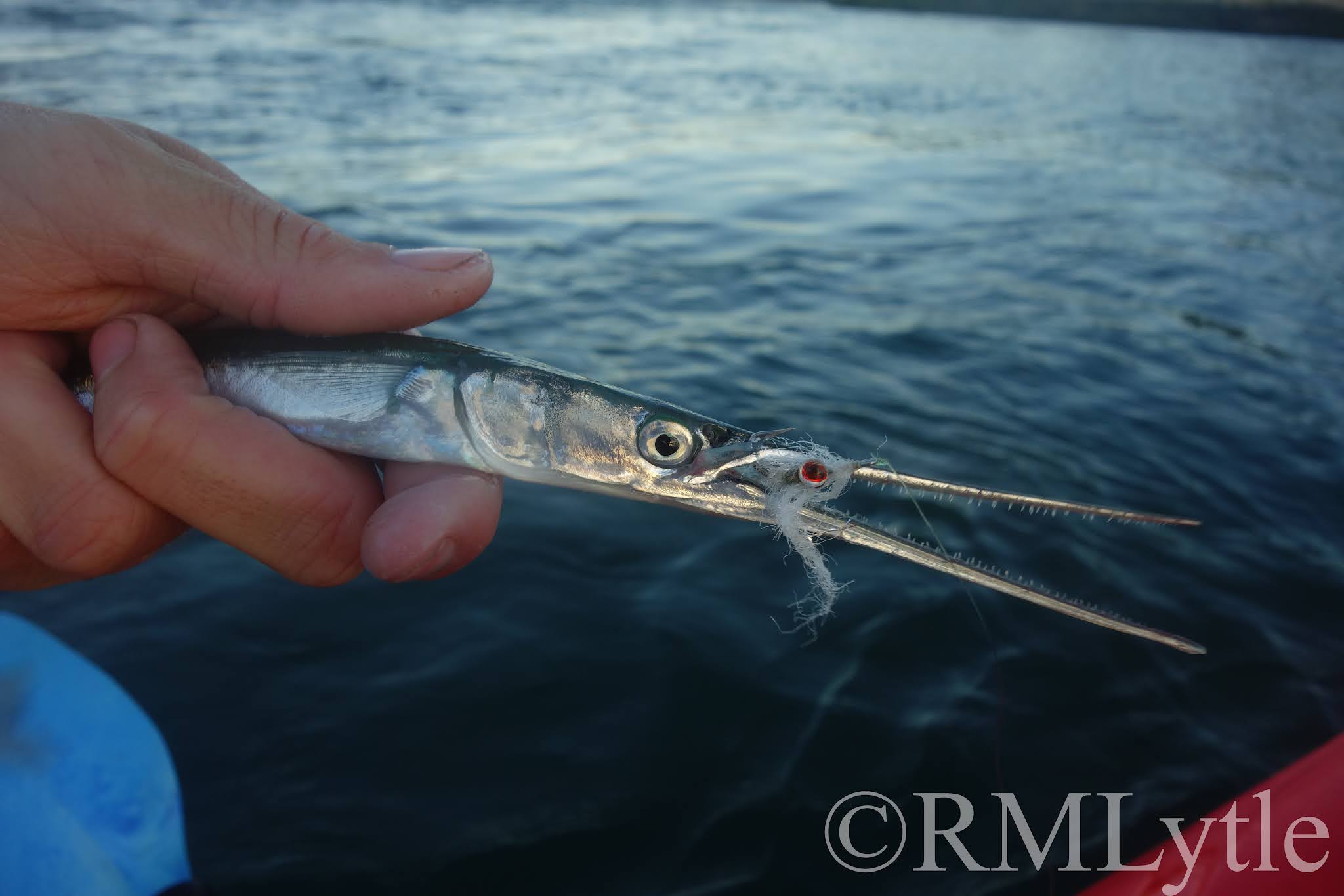 Connecticut Fly Angler: Needlefish, Blue Runners, and Squid on the Fly