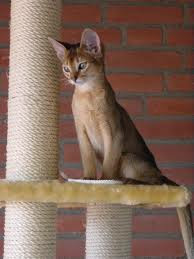 abyssinian pictures