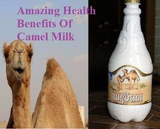 17 Amazing Health Benefits of Camel Milk