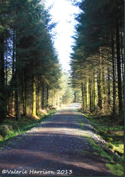 1-forest-track