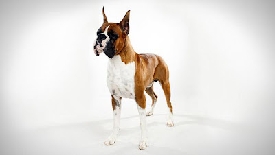 Boxer Working Dog Picture