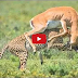 Real Animal fighting, ATTACKS Cheetah vs Crocodile, Lion, Wild Boar, Zebra, Gazelle