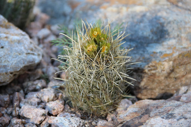 Ancistrocactus scheeri