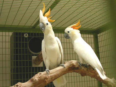  Citron Cockatoos