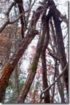clip_image010[1]
