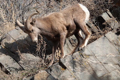 Bighorn sheep, Waterton Canyon