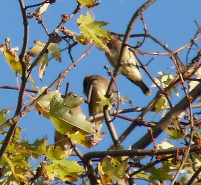 cedar waxwings