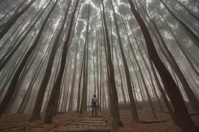Hutan Pinus Mangunan