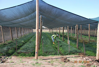 Cultivo de Azafrán en invernadero