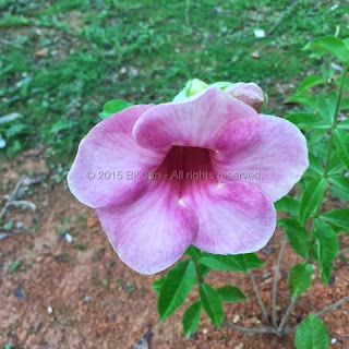 Allamanda Blanchetii