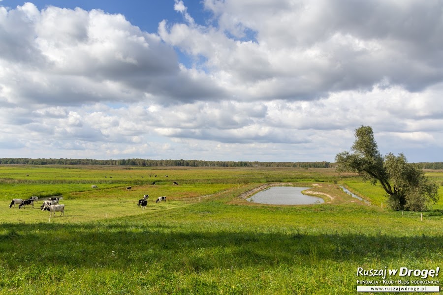 Klimaty nad Biebrzą w okolicy Wrocenia