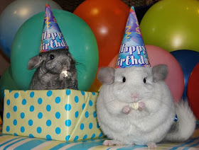 Funny animals of the week - 13 December 2013 (40 pics), two chinchilla wear birthday hats