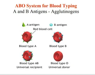 ABO-System-for-Blood-Typing
