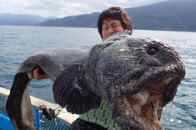 Ikan Mengerikan Muncul di Lokasi Insiden Nuklir Fukushima