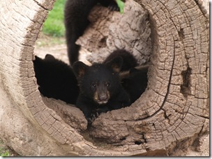 Young black bear cubs.