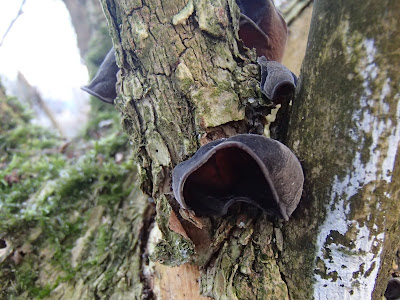 grzyby 2016, grzyby w grudniu, grzyby w zimie, zimowe grzybobranie, maślanka ceglasta Hypholoma lateritium, zimówka aksamitnotrzonowa Flammulina velutipes, uszak bzowy Auricularia auricula-judae, kisielnica kędzierzawa. Exidia nucleata