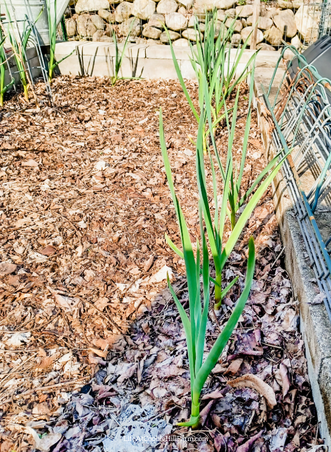 spring garlic