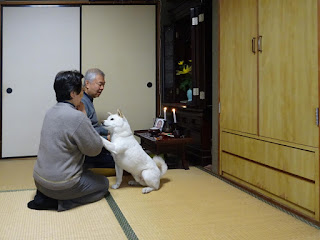 お勤めが終わってご褒美を催促するチロ