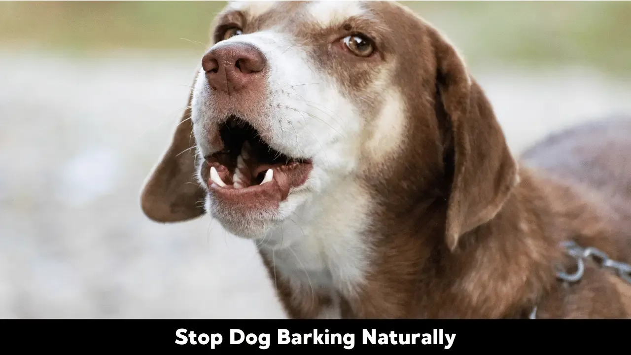 Stop Dog Barking Naturally
