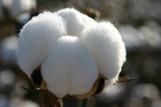 A Peruvian Pima cotton bloom.