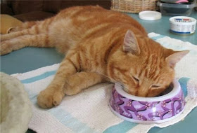 Funny cats - part 92 (40 pics + 10 gifs), cat falls asleep on food's bowl