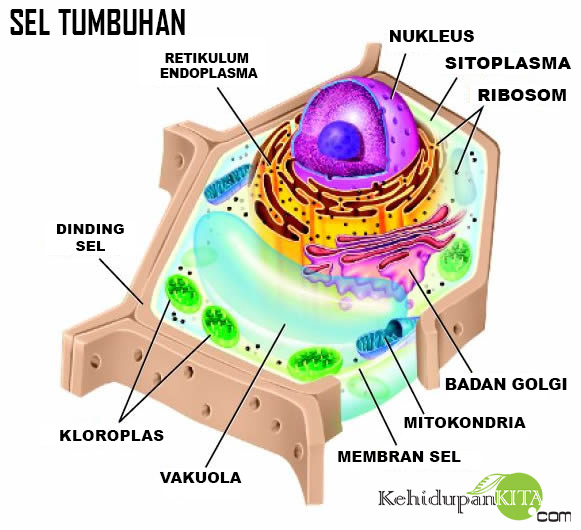 Gambar Sel  Tumbuhan dan Organel  Sel  Tumbuhan