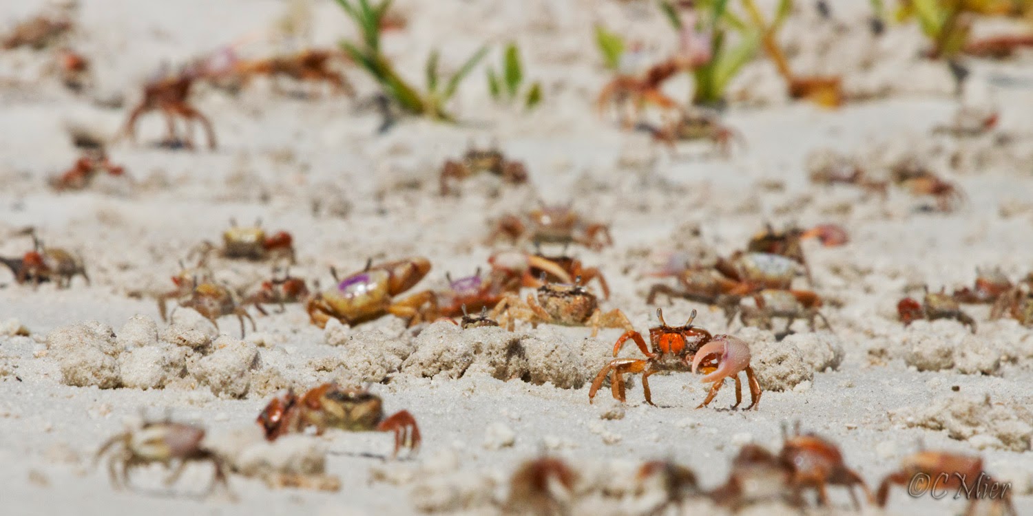 Nature Photography from a Canoe: Alone on an Island: Part 2