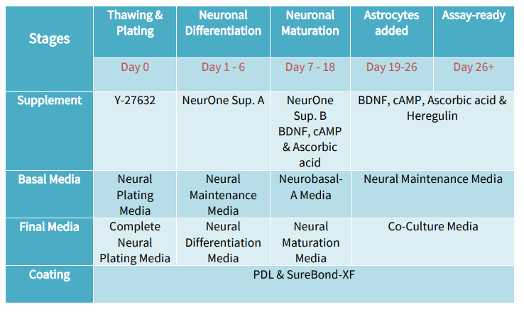 cortical neuron, interneuron, astrocyte tri-culture