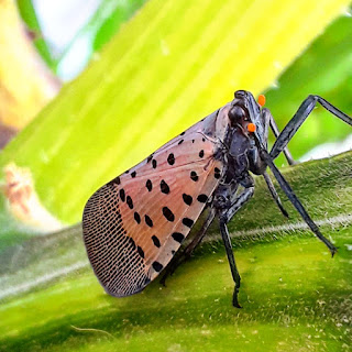 Spotted Lanternfly, live, crawling on squash plant.