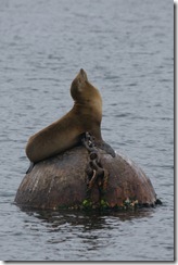 Californian Sealion