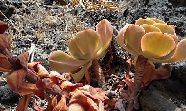 Aeonium x jacobsenii