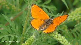 Lycaena dispar (male) DSC165613