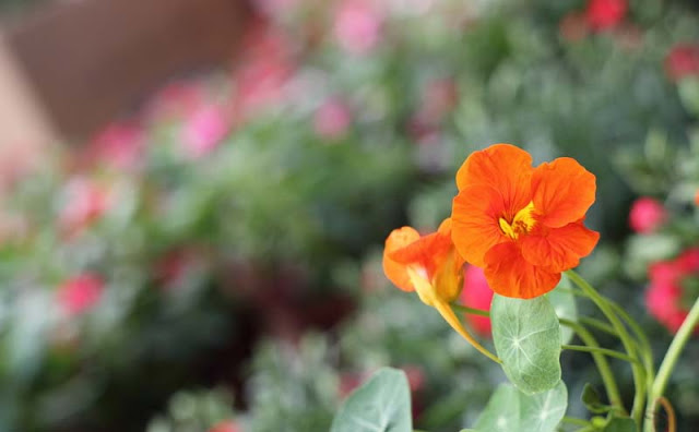 Nasturtium Flowers Pictures