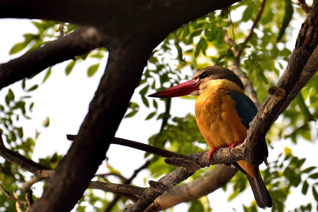 Birds of samshernagar sundarban tourism