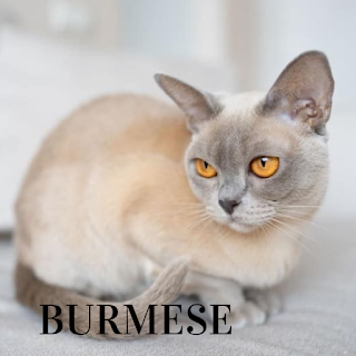 Burmese cat