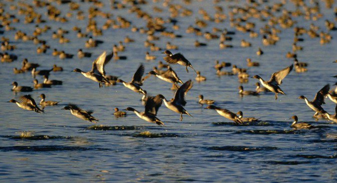 Coreia do Norte emite diretrizes para impedir a propagação da gripe das aves 