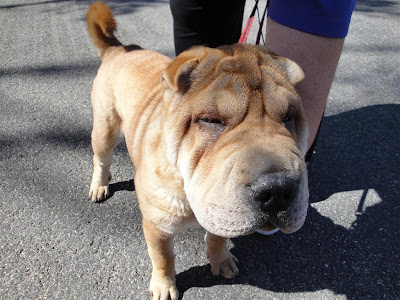 Linda's Shar Pei